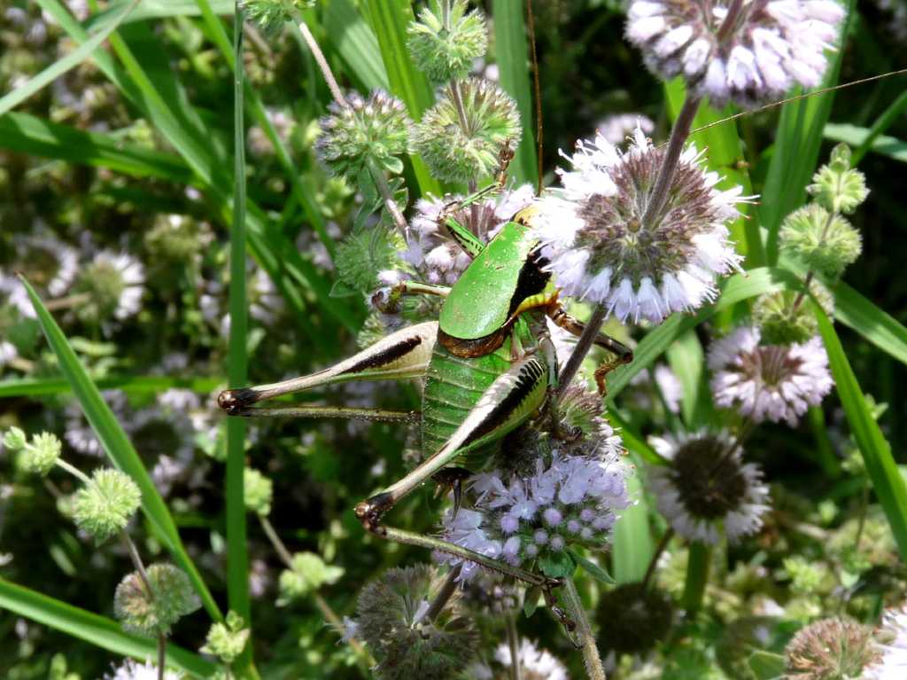 Tettigonia viridissima ed Eupholidoptera chabreri: deposiz.